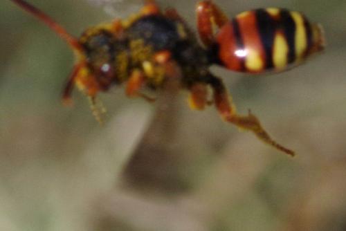 Nomada sp.